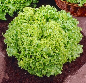 Salāti 'Lollo Bionda'